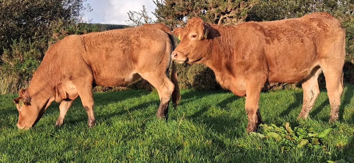PEDIGREE REGISTERED LIMOUSIN HEIFERS - Image 3