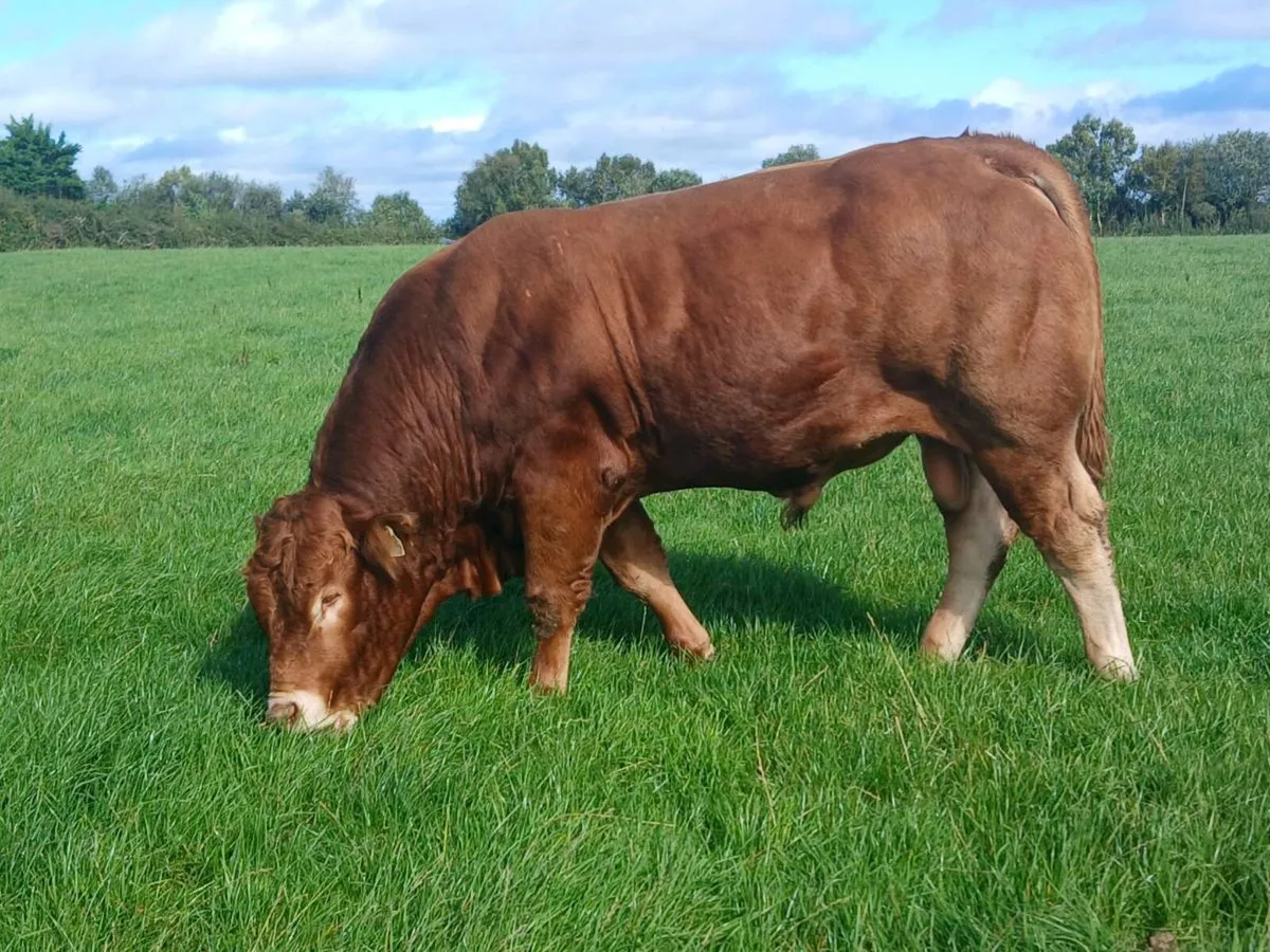 5 star replacement  pbr limousin bull - Image 1