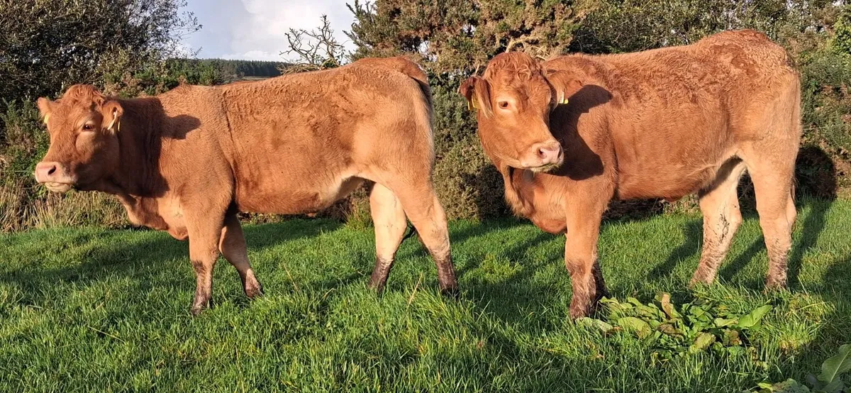 PEDIGREE REGISTERED LIMOUSIN HEIFERS - Image 4