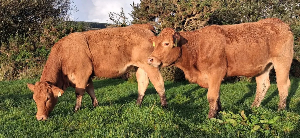 PEDIGREE REGISTERED LIMOUSIN HEIFERS - Image 1