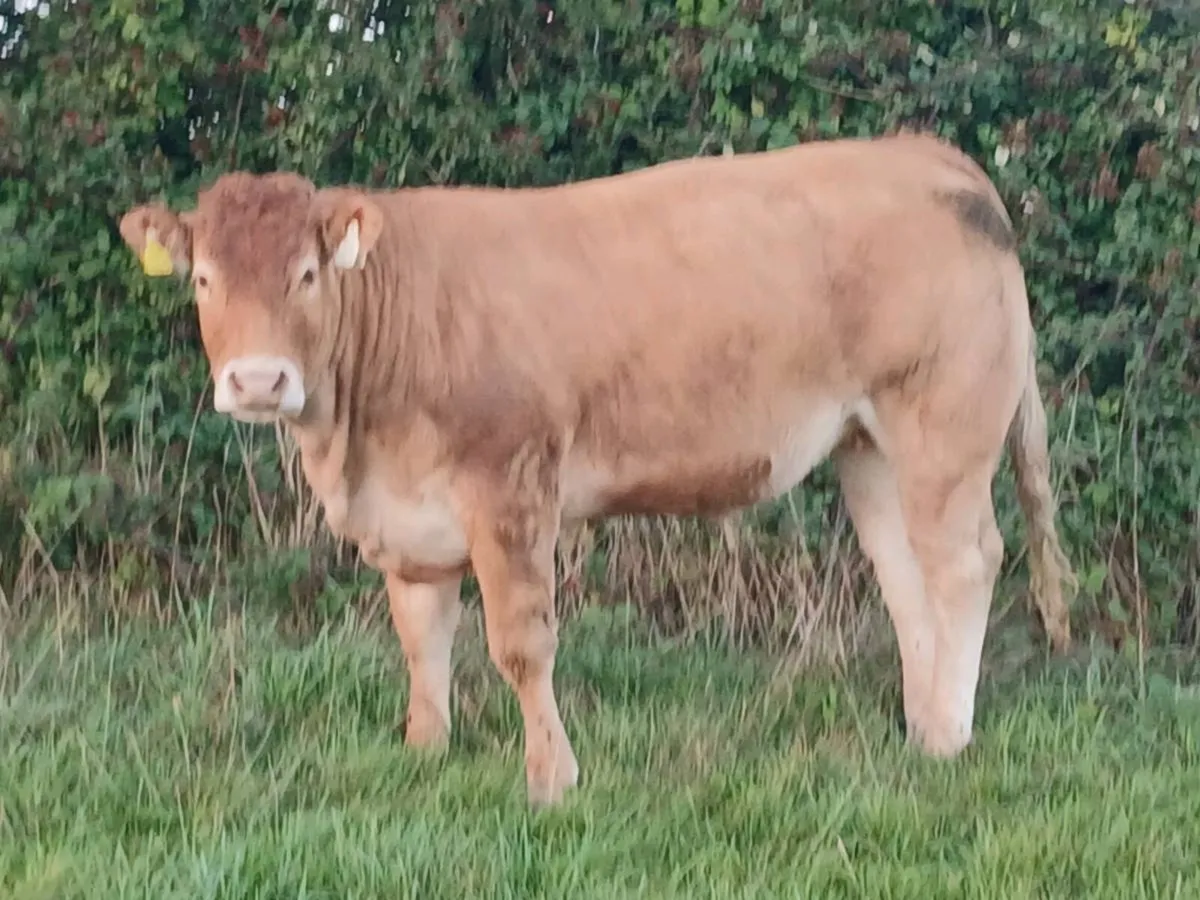 4 star pbr limousin maiden heifer - Image 2