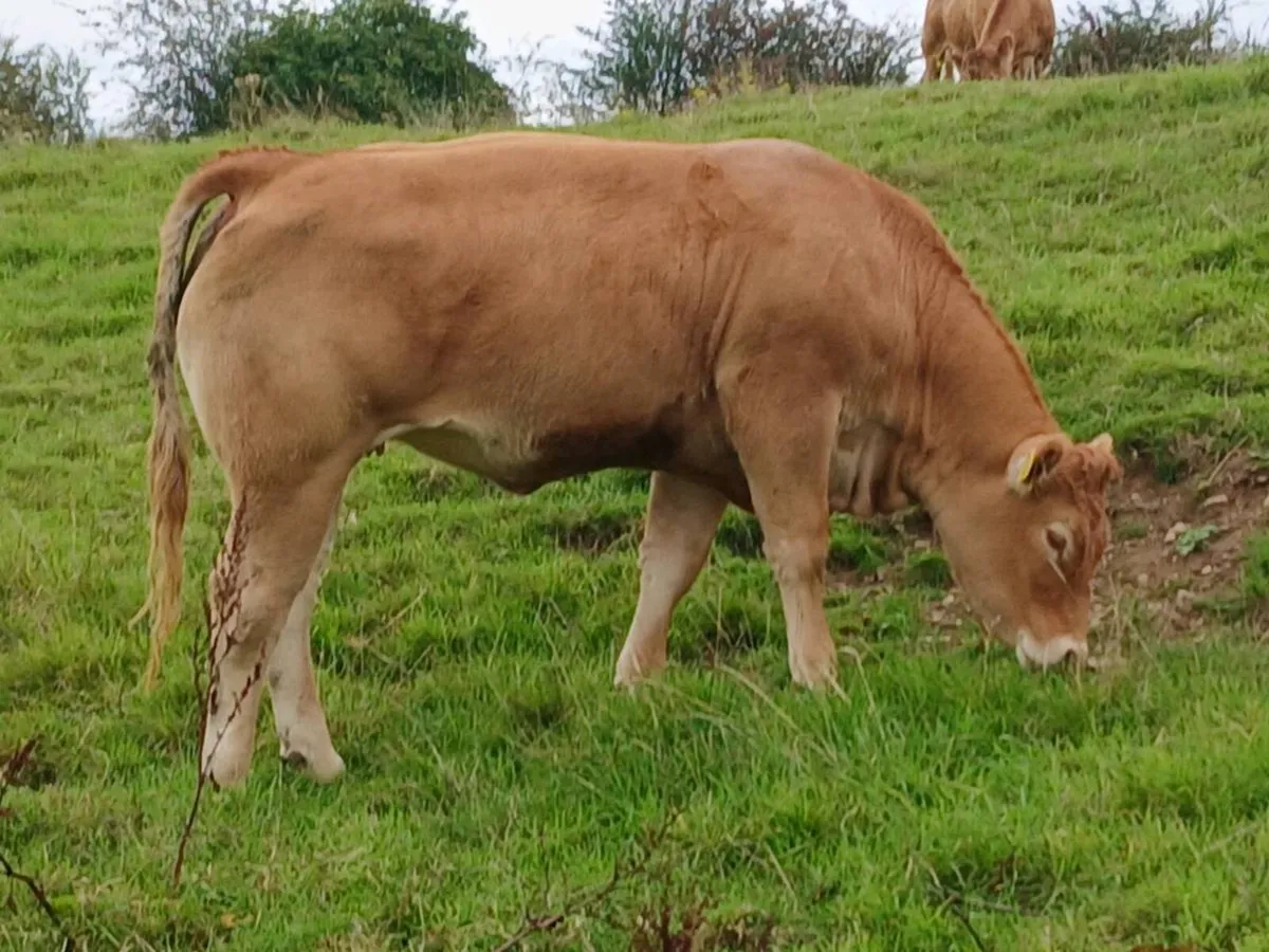 4 star pbr limousin maiden heifer - Image 4