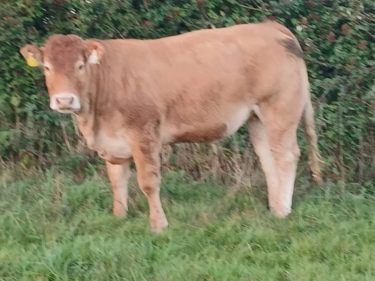 4 star pbr limousin maiden heifer - Image 3
