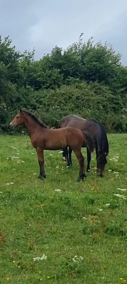 Bay colt foal - Image 2