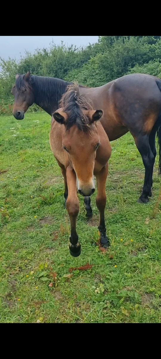 Bay colt foal - Image 1