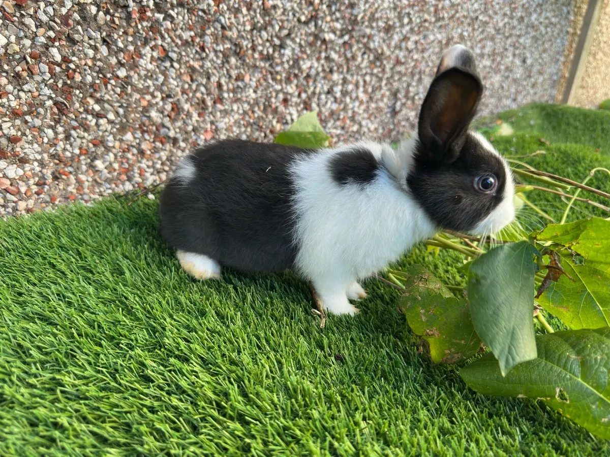Lop Rabbits - Image 4