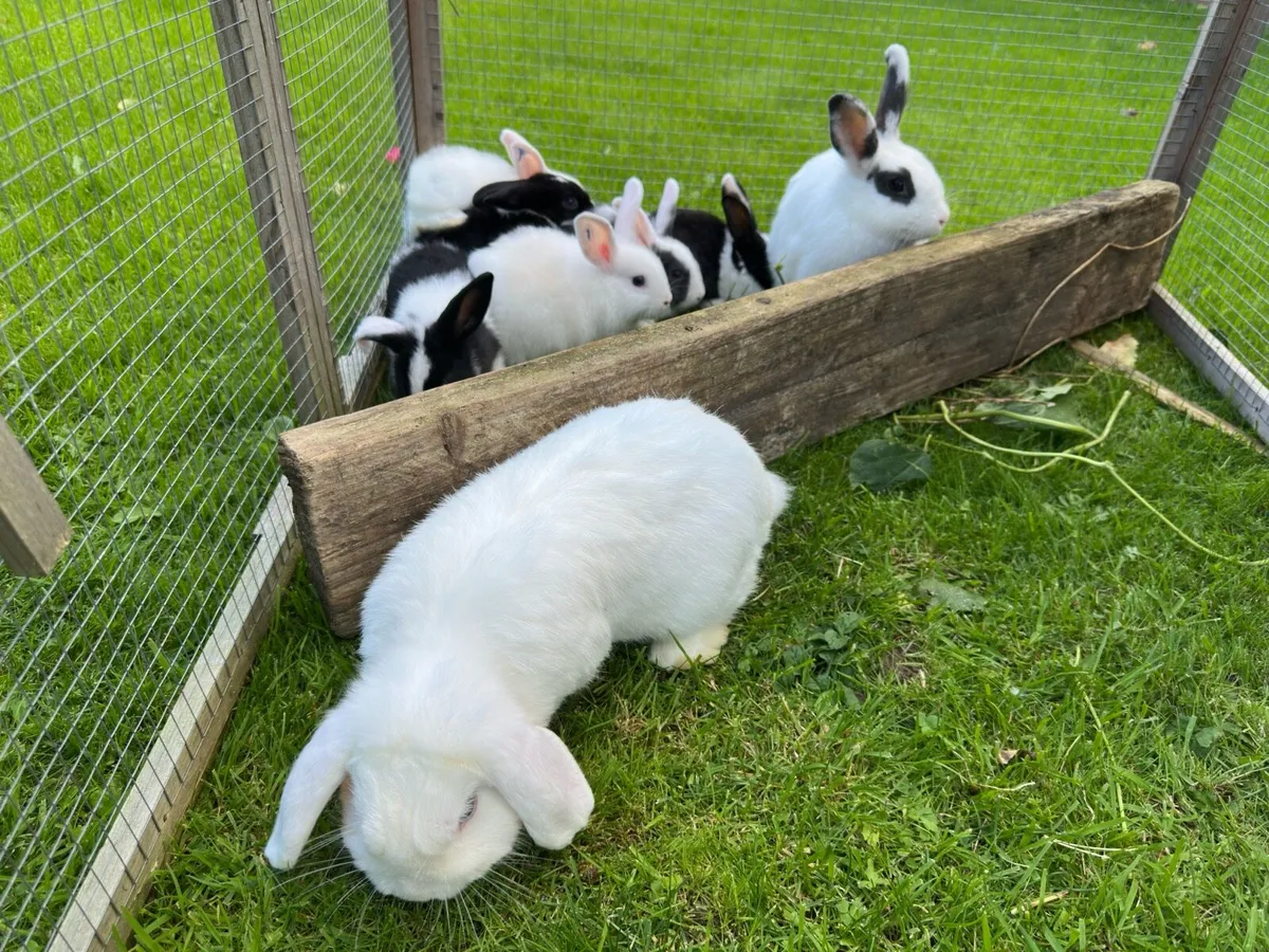 Lop Rabbits - Image 1