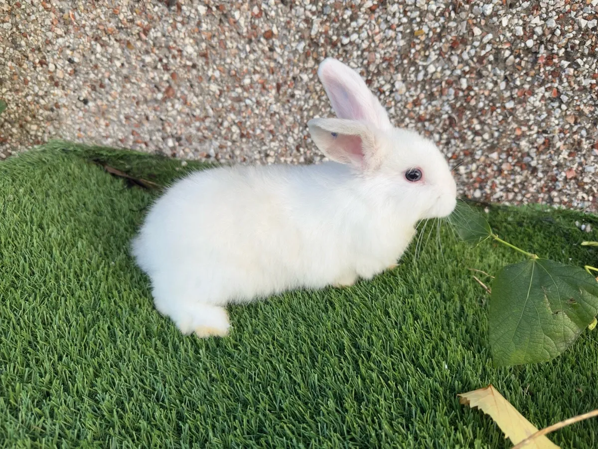 Lop Rabbits - Image 2