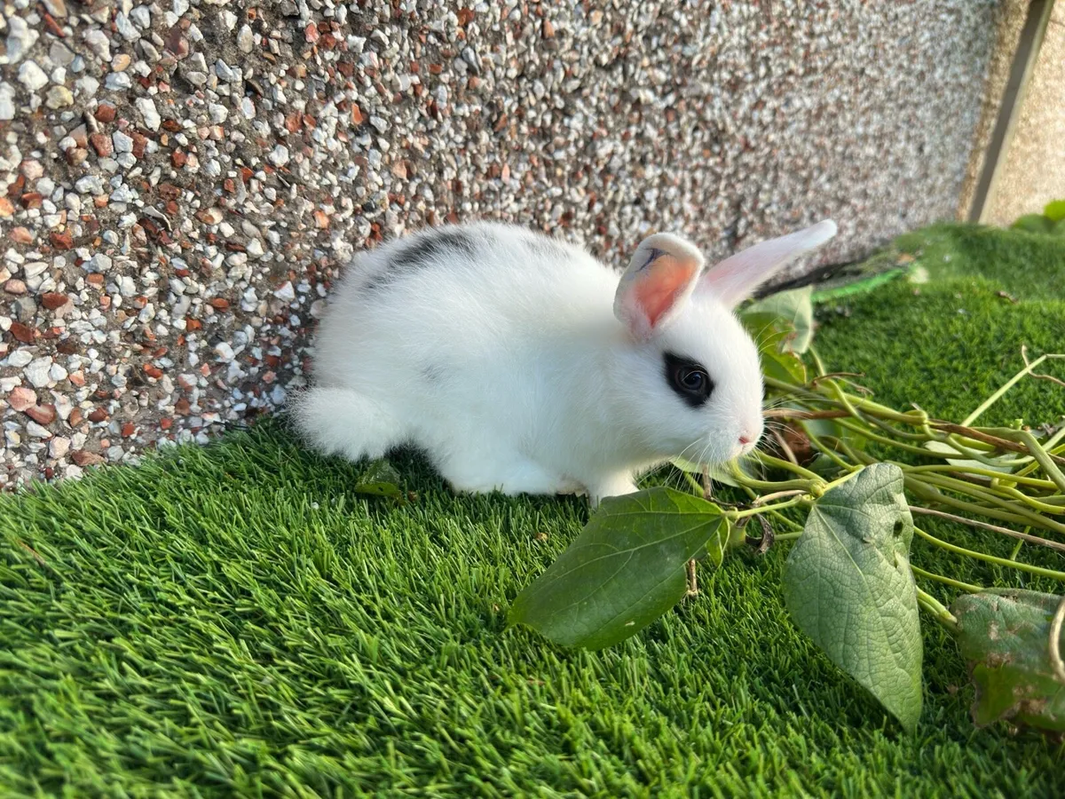 Lop Rabbits - Image 3