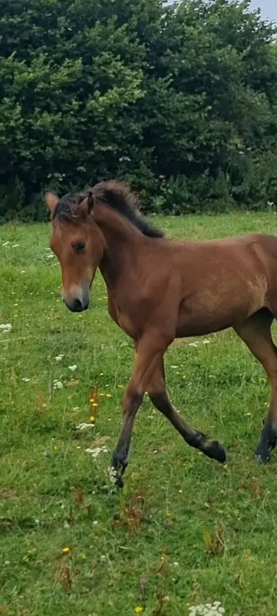 Bay colt foal - Image 3