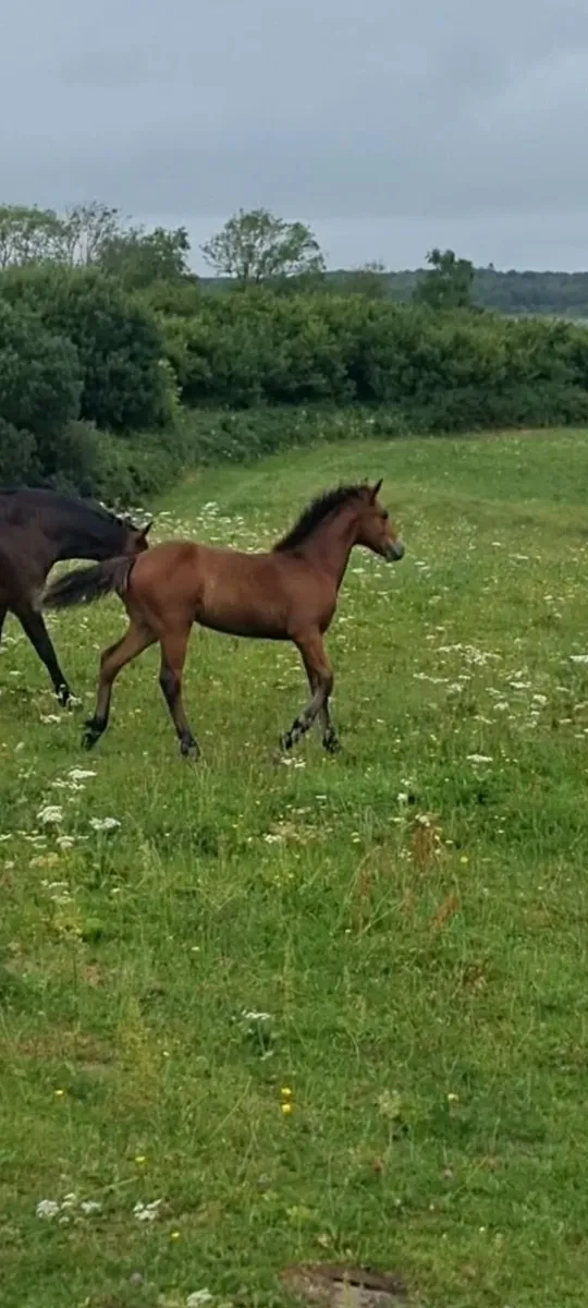 Bay colt foal - Image 4