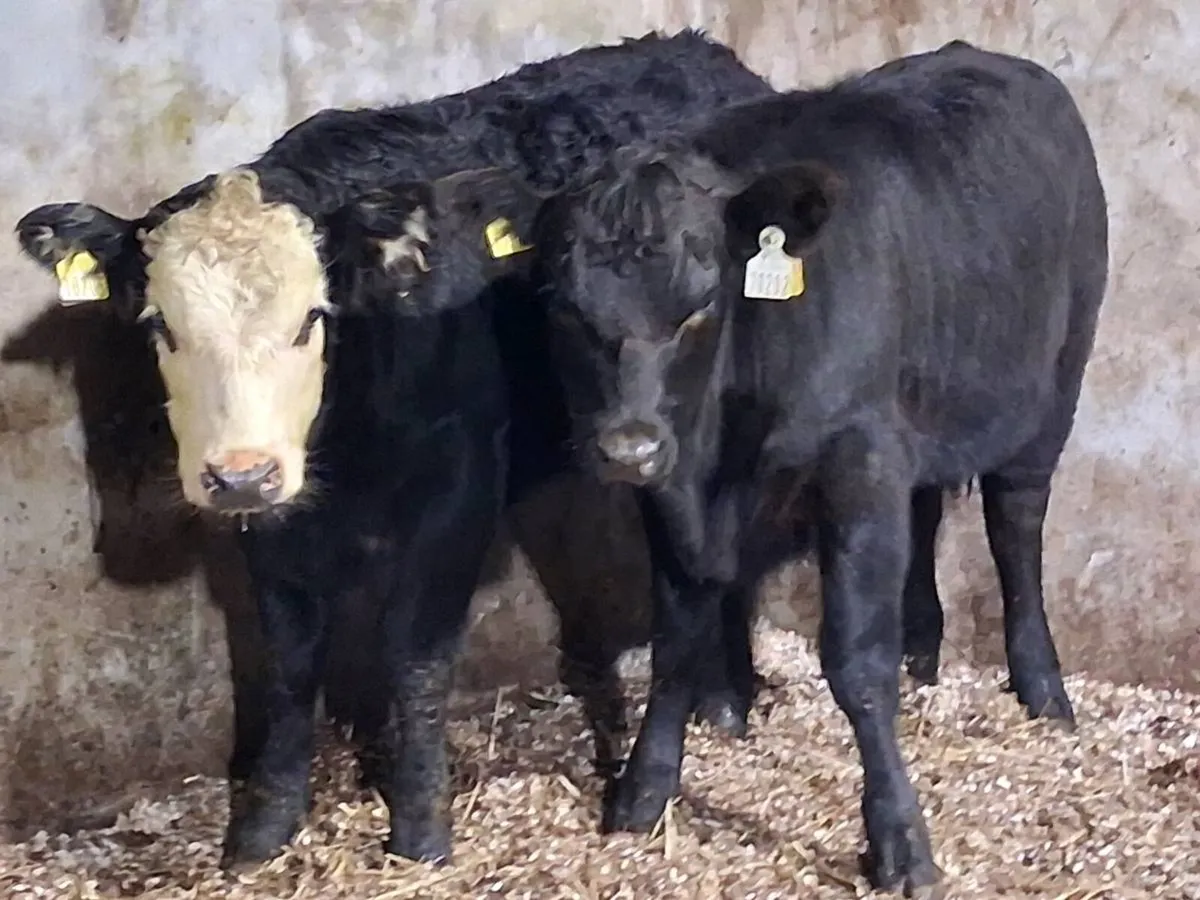 2 Suckler Bred Angus Weanling Heifers - Image 1