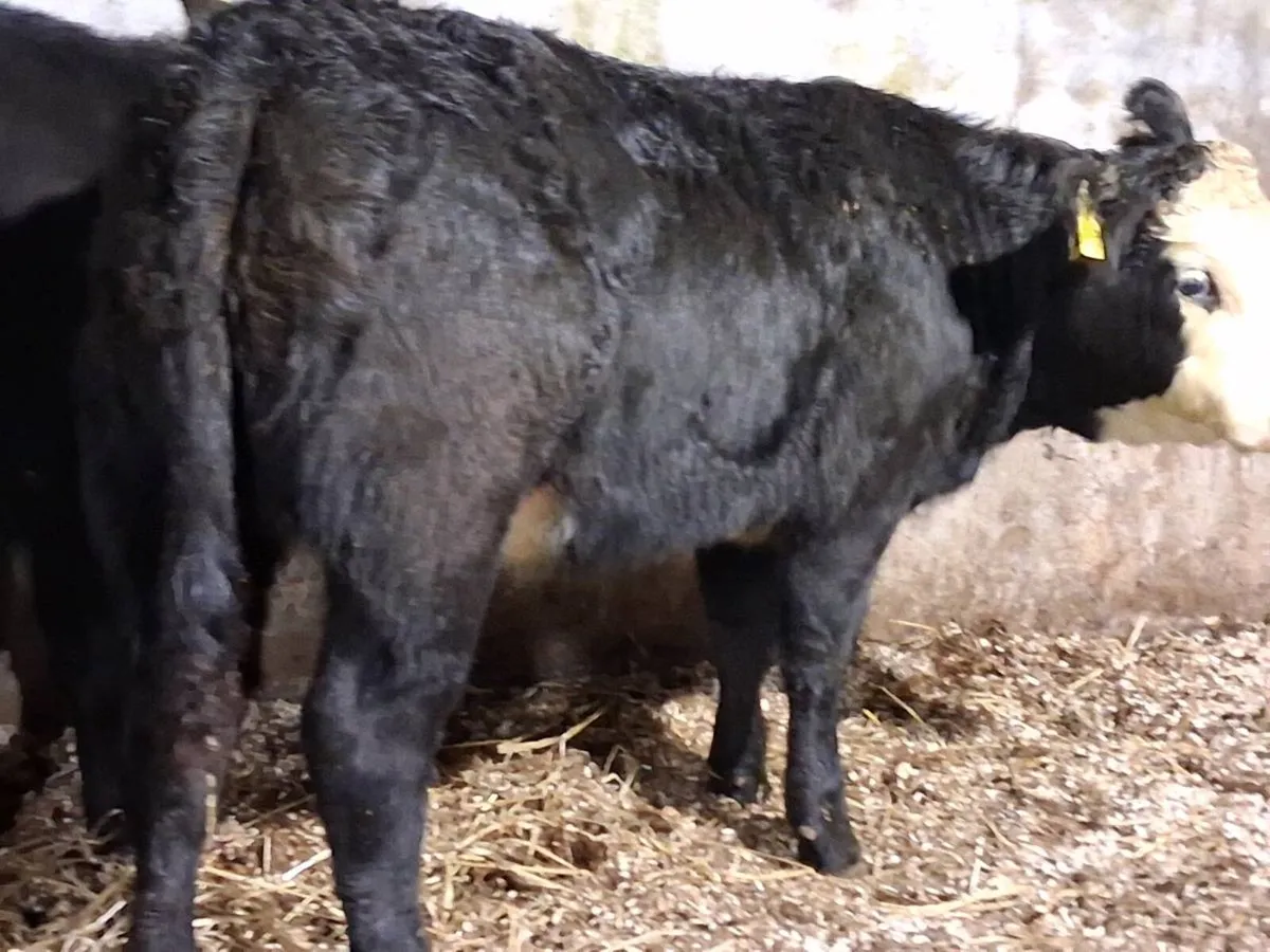 2 Suckler Bred Angus Weanling Heifers - Image 2
