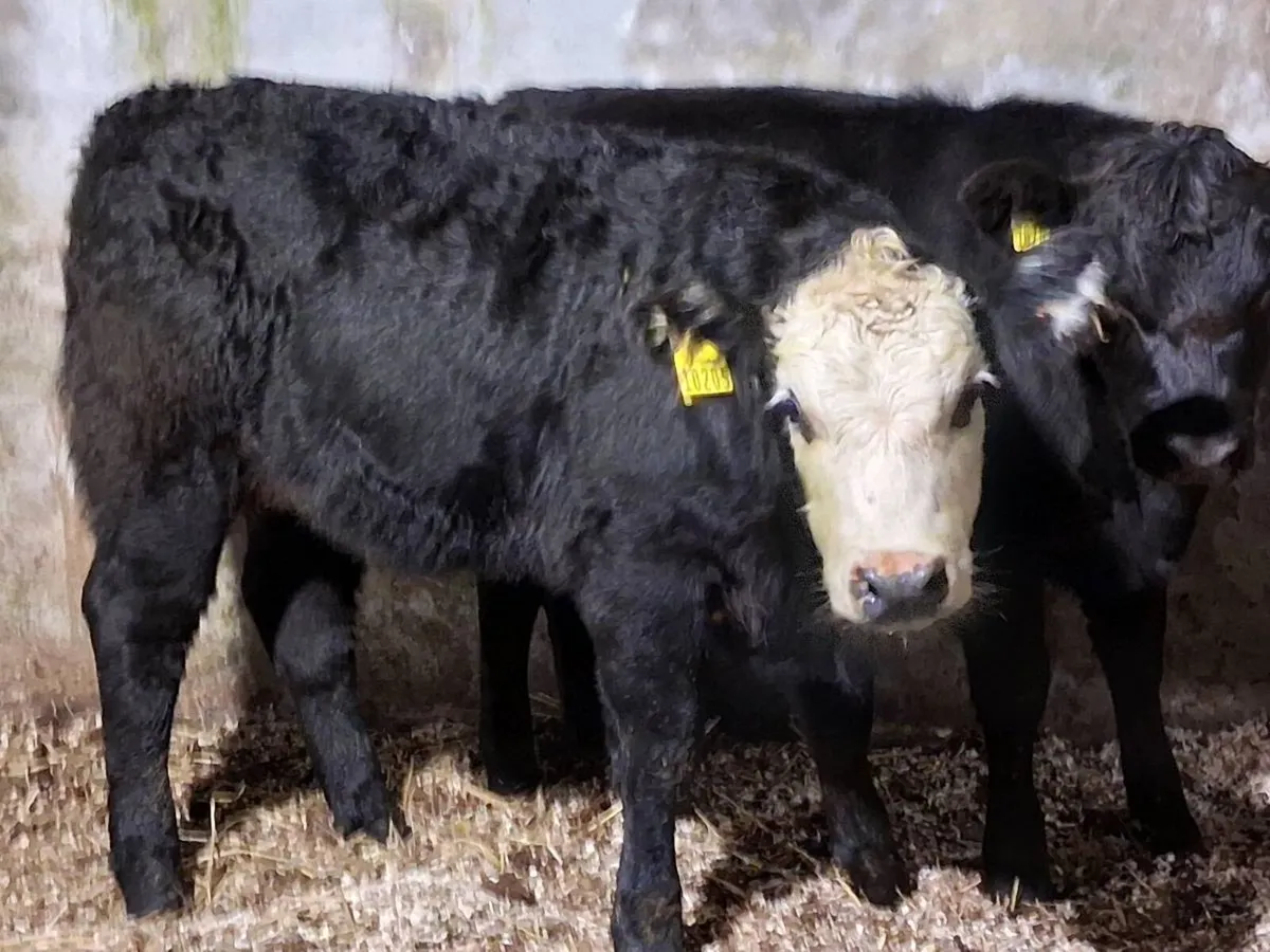 2 Suckler Bred Angus Weanling Heifers - Image 3