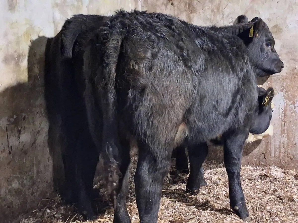2 Suckler Bred Angus Weanling Heifers - Image 4
