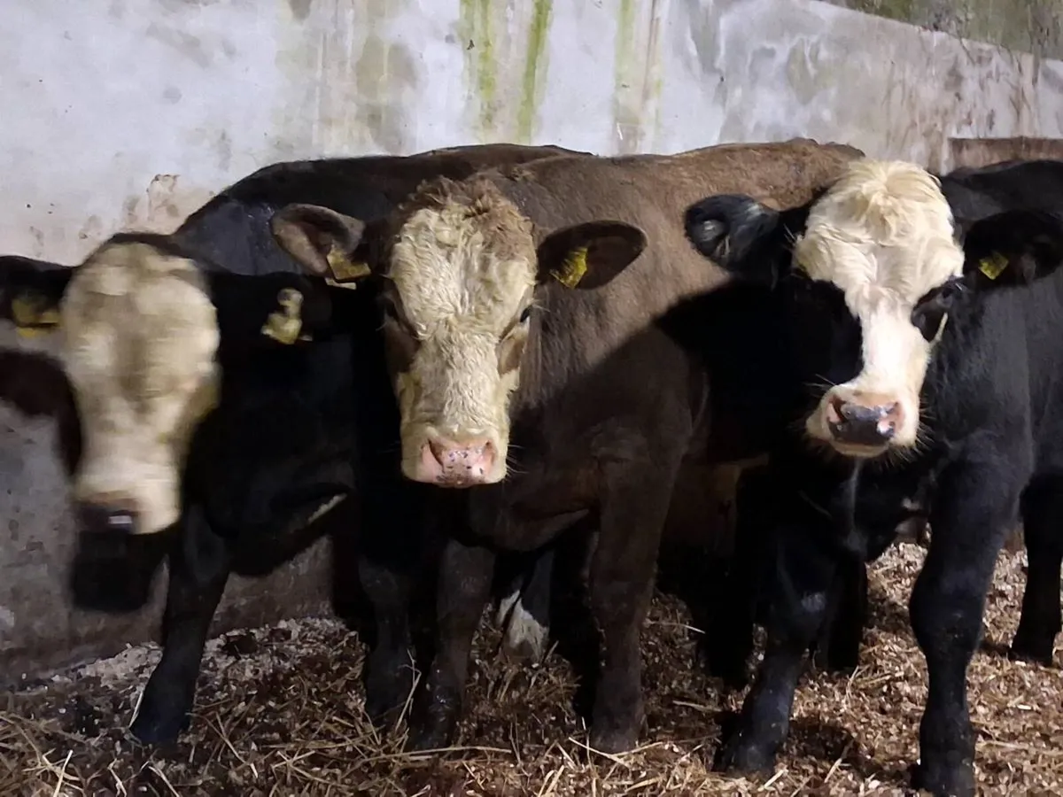 4 Suckler Bred Bull Weanlings - Image 2