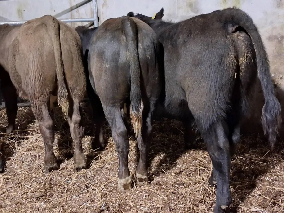 4 Suckler Bred Bull Weanlings - Image 3