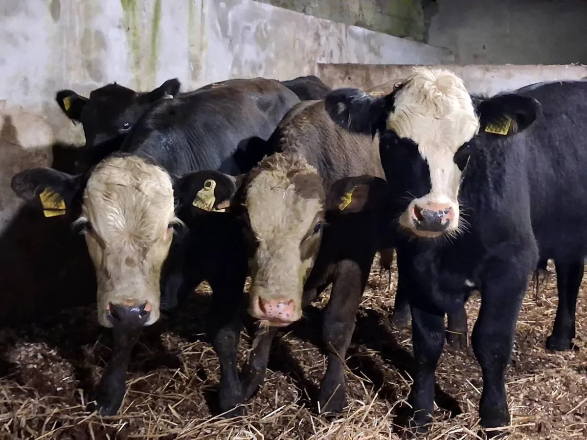 4 Suckler Bred Bull Weanlings - Image 1
