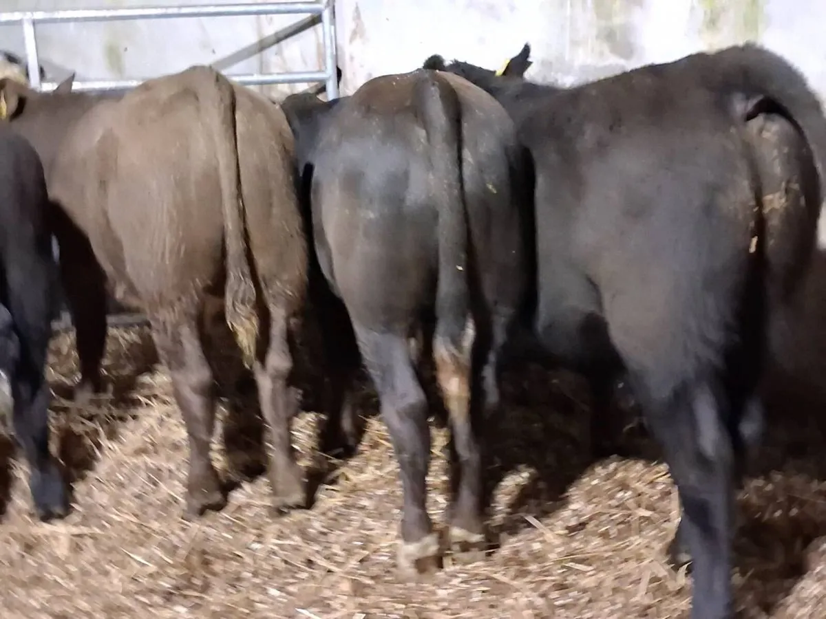 4 Suckler Bred Bull Weanlings - Image 4