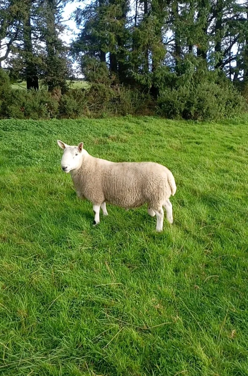 Two North Country Cheviot Rams - Image 3
