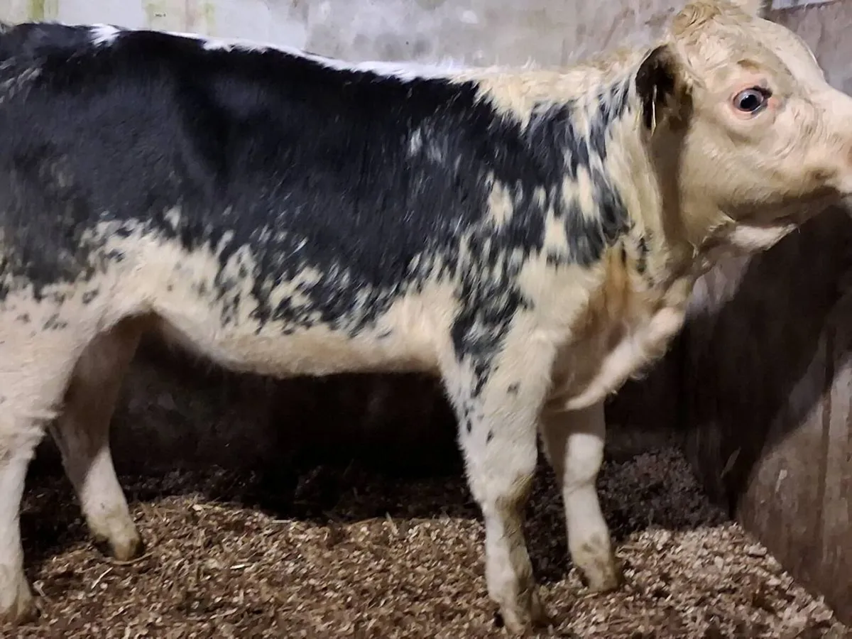 Blue Whitehead Weanling Heifer - Image 2