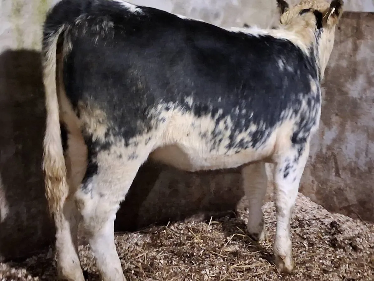 Blue Whitehead Weanling Heifer - Image 3