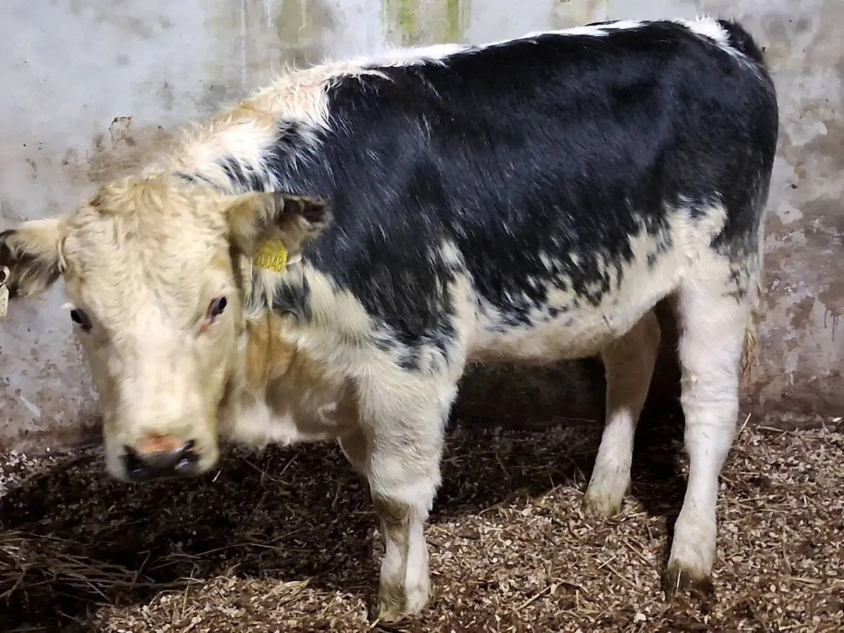 Blue Whitehead Weanling Heifer - Image 4