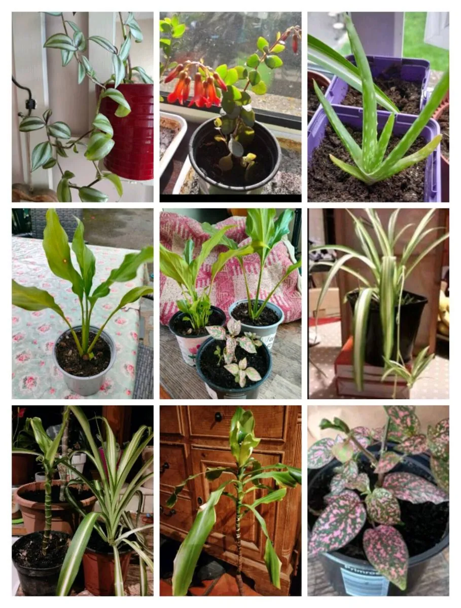 House plants Air purifiers and more.
SPIDER PLANT - Image 1