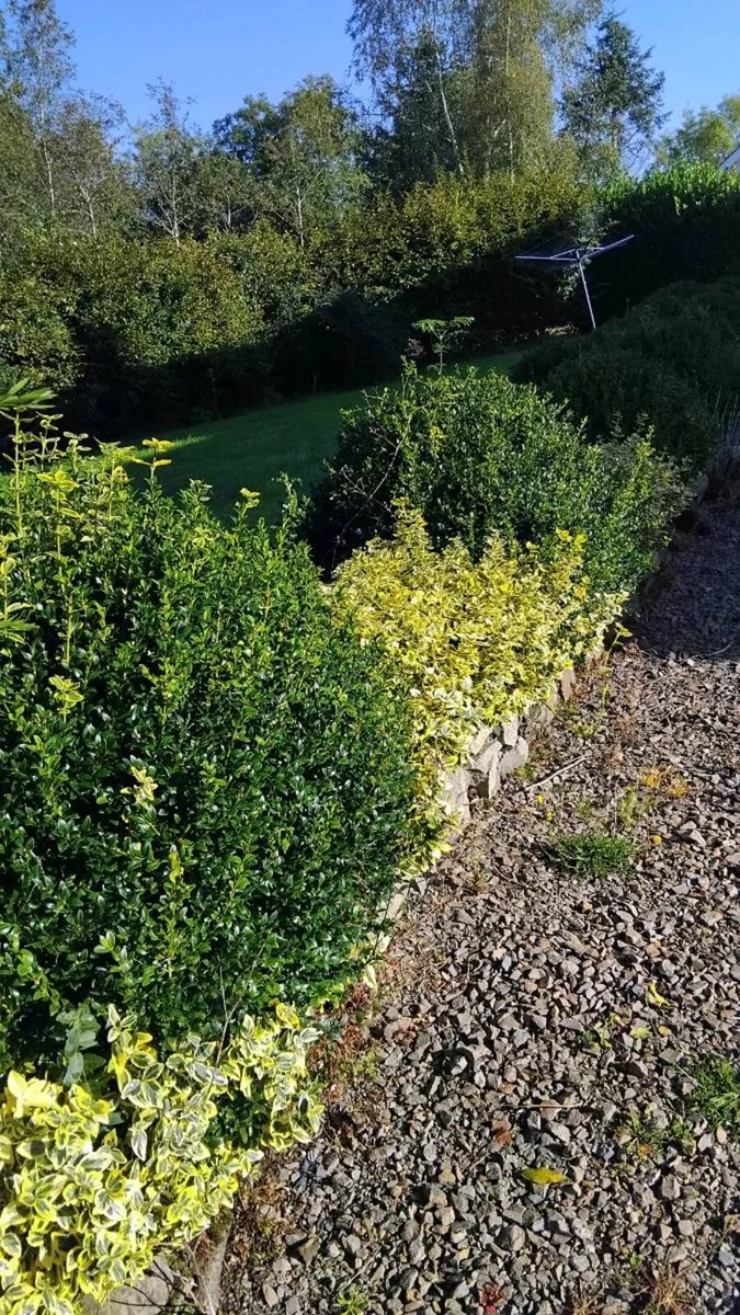 Box hedging - Image 1