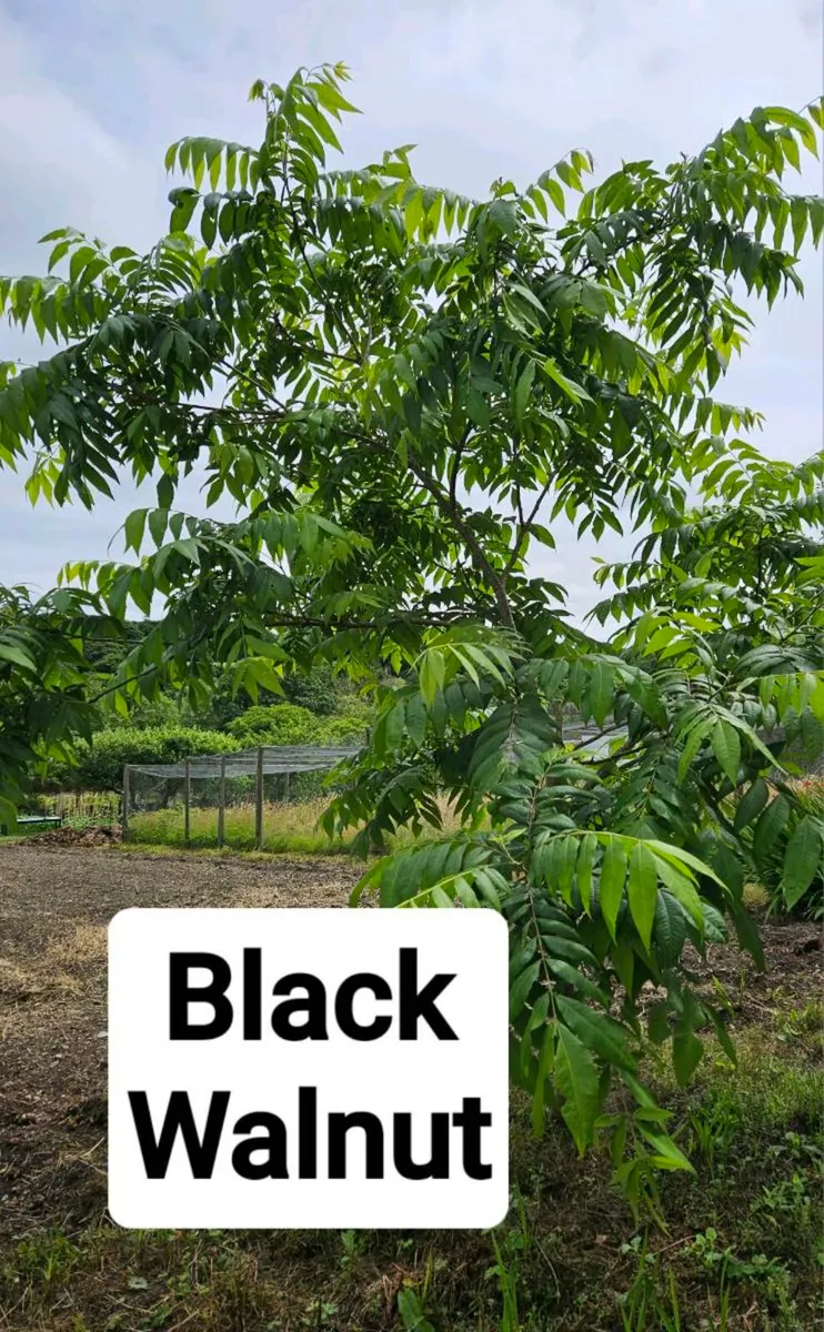 Potted Native Trees, Five Euros - Image 2