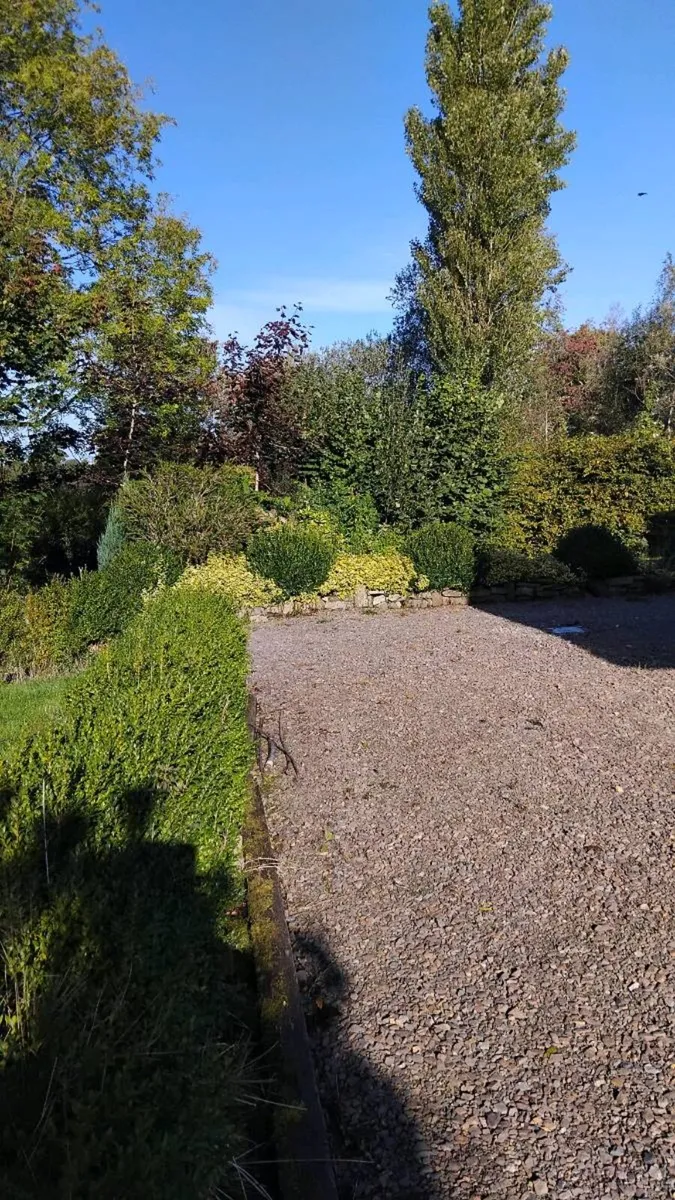 Box hedging - Image 2