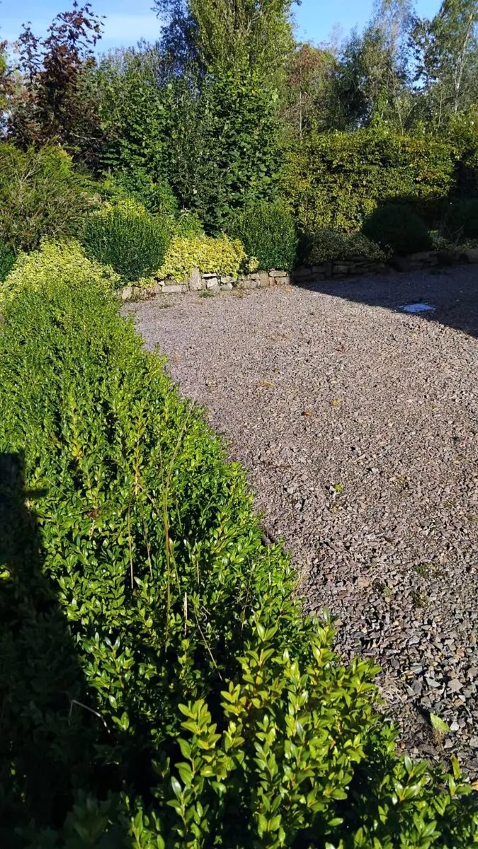 Box hedging - Image 3