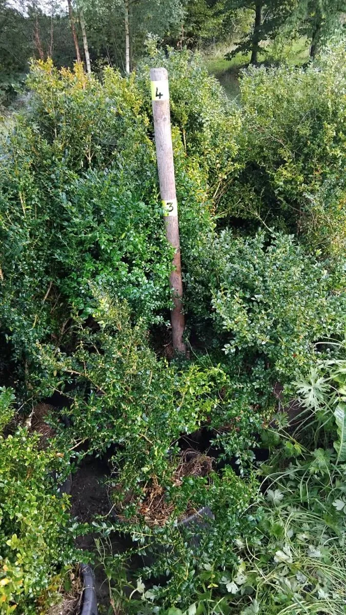 Box hedging - Image 4
