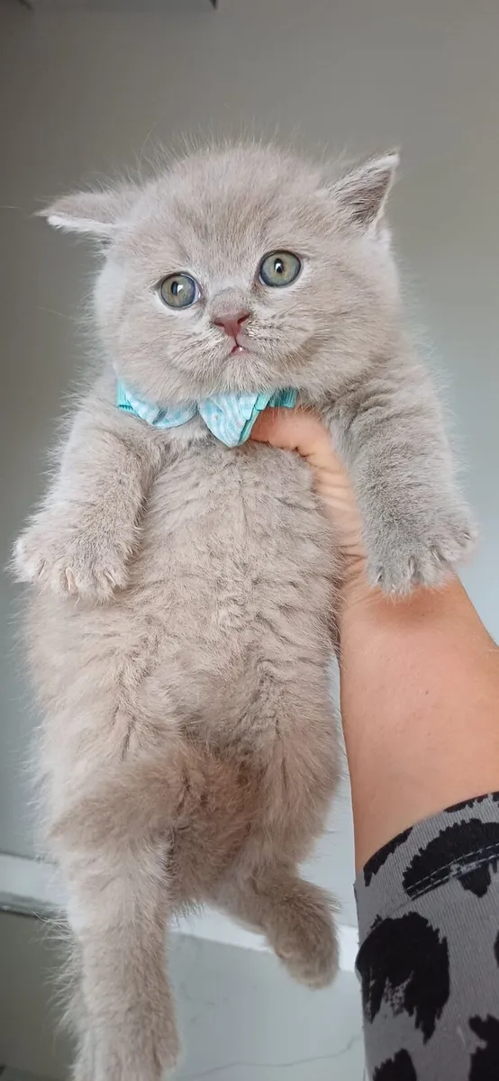Amazing Purebred British Shorthair kittens - Image 1