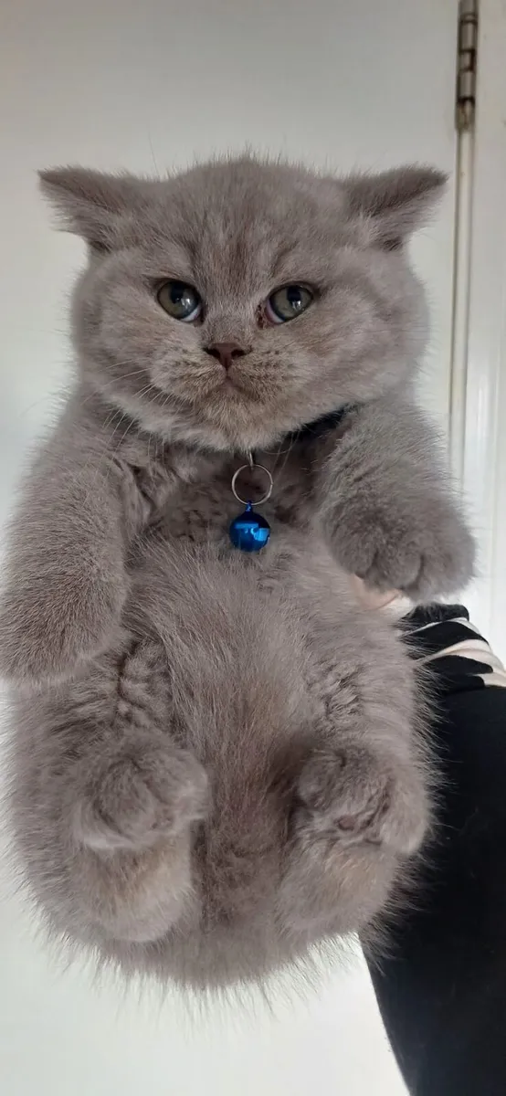 Amazing Purebred British Shorthair kittens - Image 2