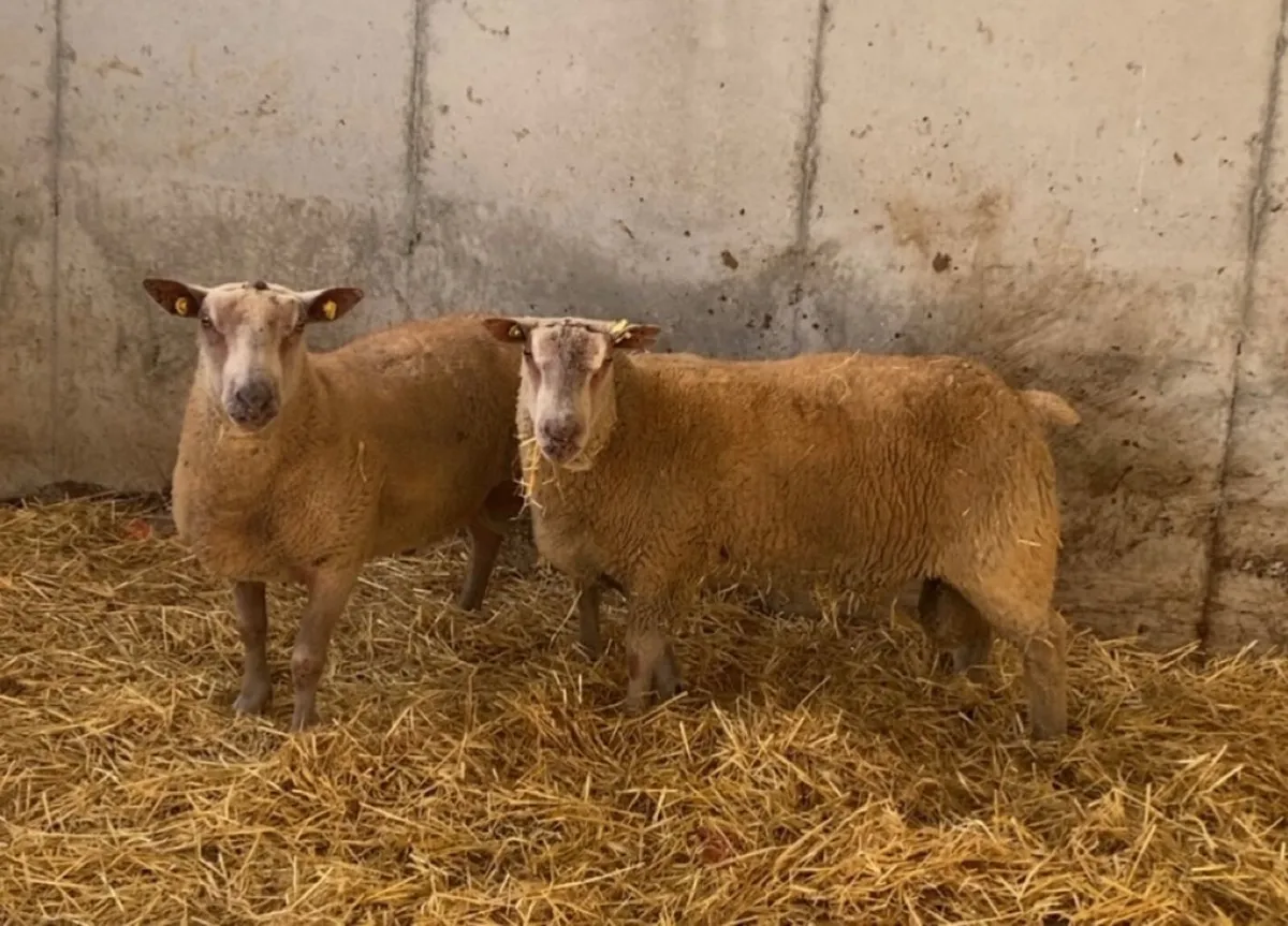 🔥 charlaois hogget rams 🔥 - Image 1