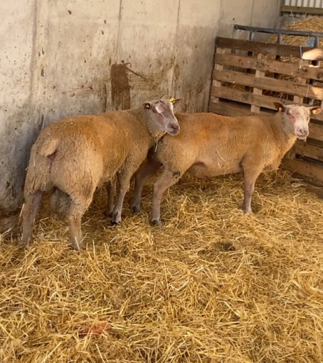 🔥 charlaois hogget rams 🔥 - Image 2