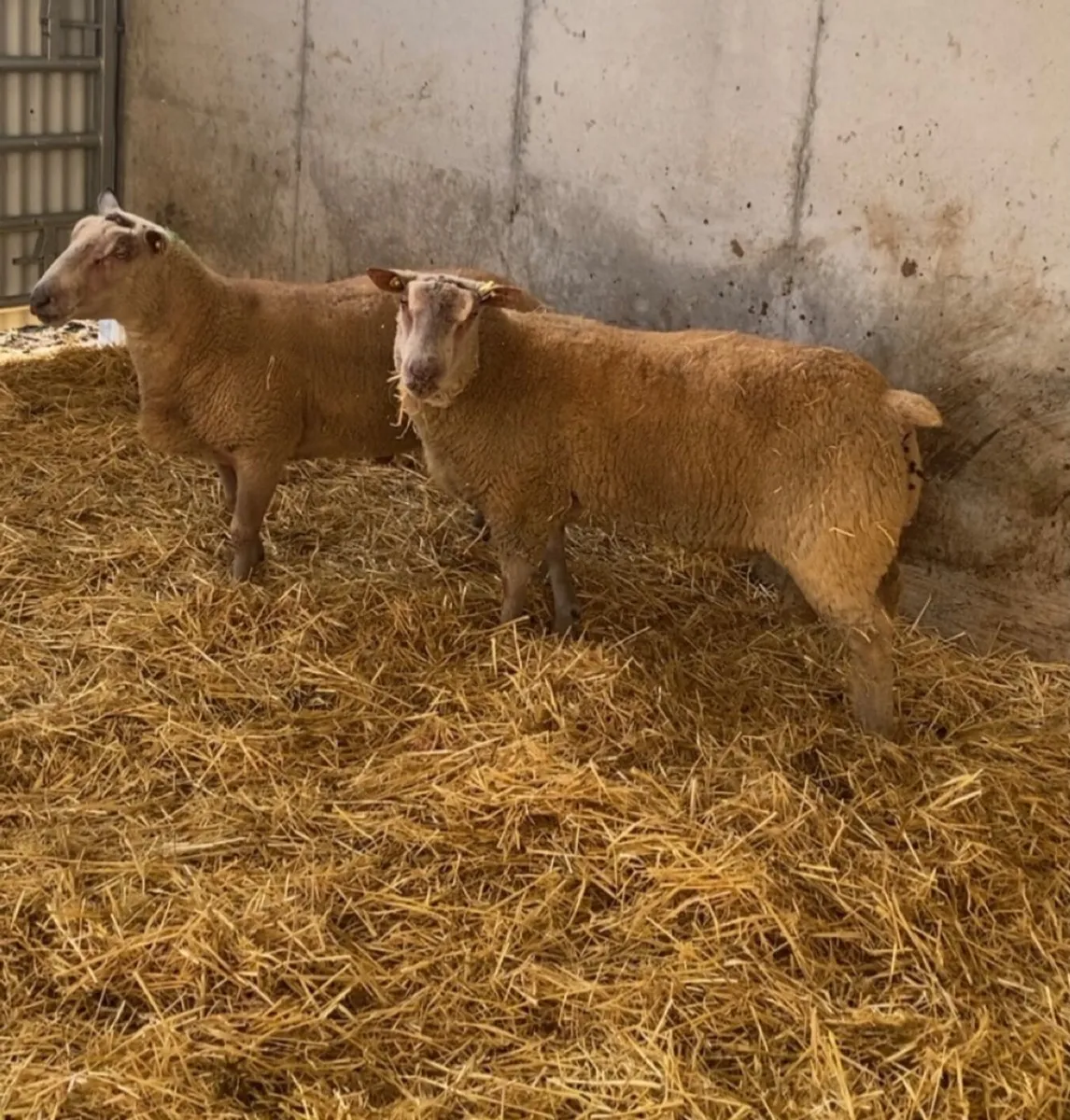 🔥 charlaois hogget rams 🔥 - Image 3
