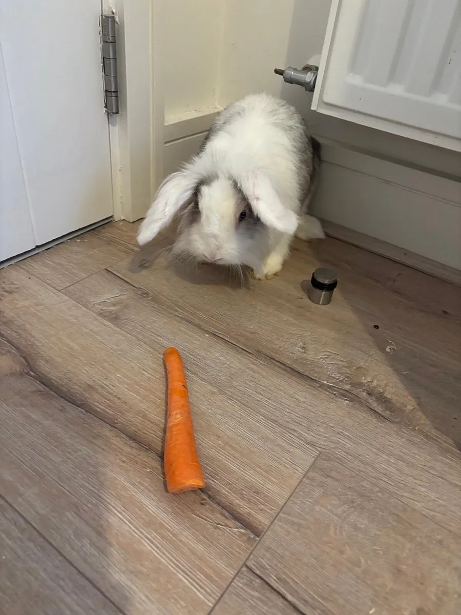 Lop eared rabbits - Image 3