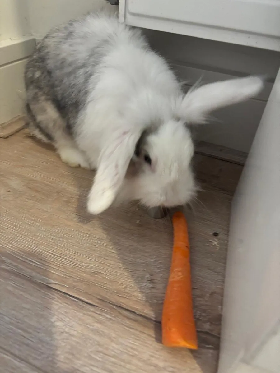 Lop eared rabbits - Image 4