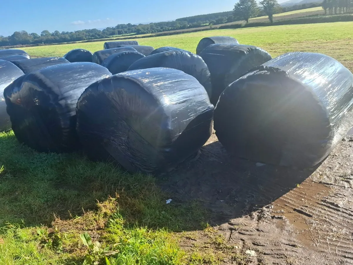 Silage bales - Image 1