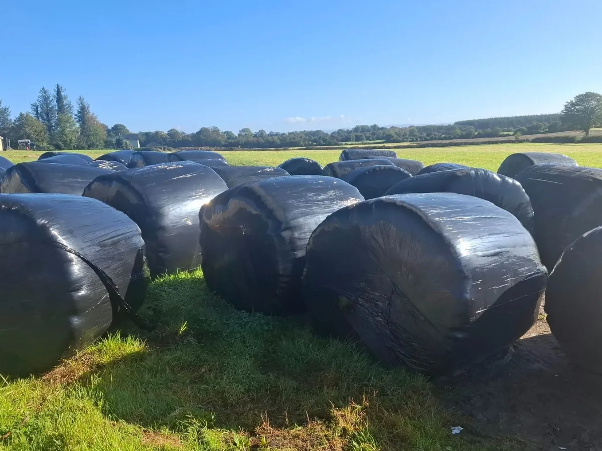 Silage bales - Image 2
