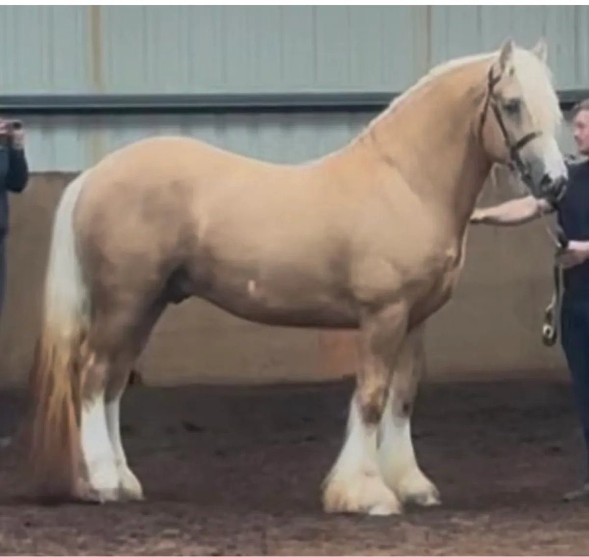 Heavy Cob mare 15.2 hh - Image 4