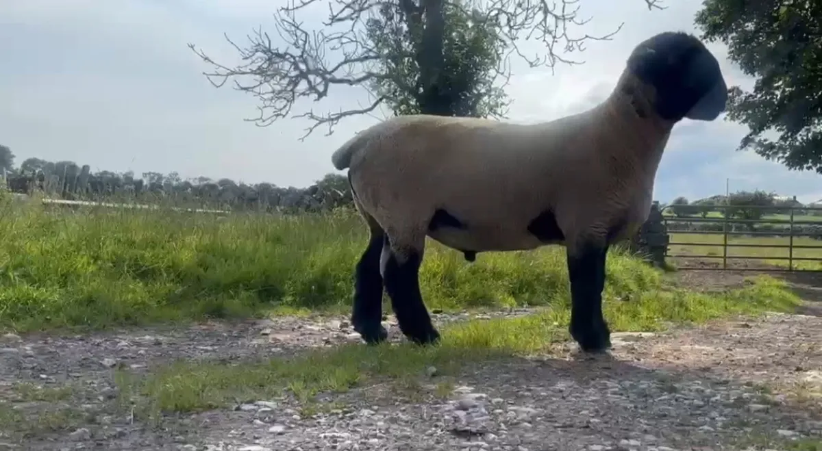 PBR Suffolk Stock Ram - Image 1