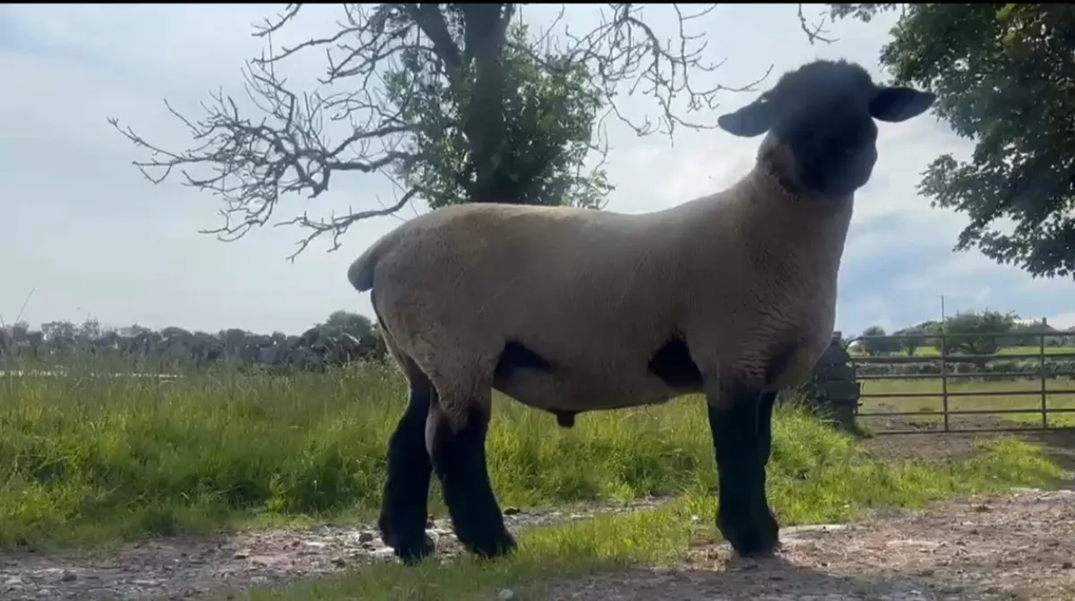 PBR Suffolk Stock Ram - Image 2