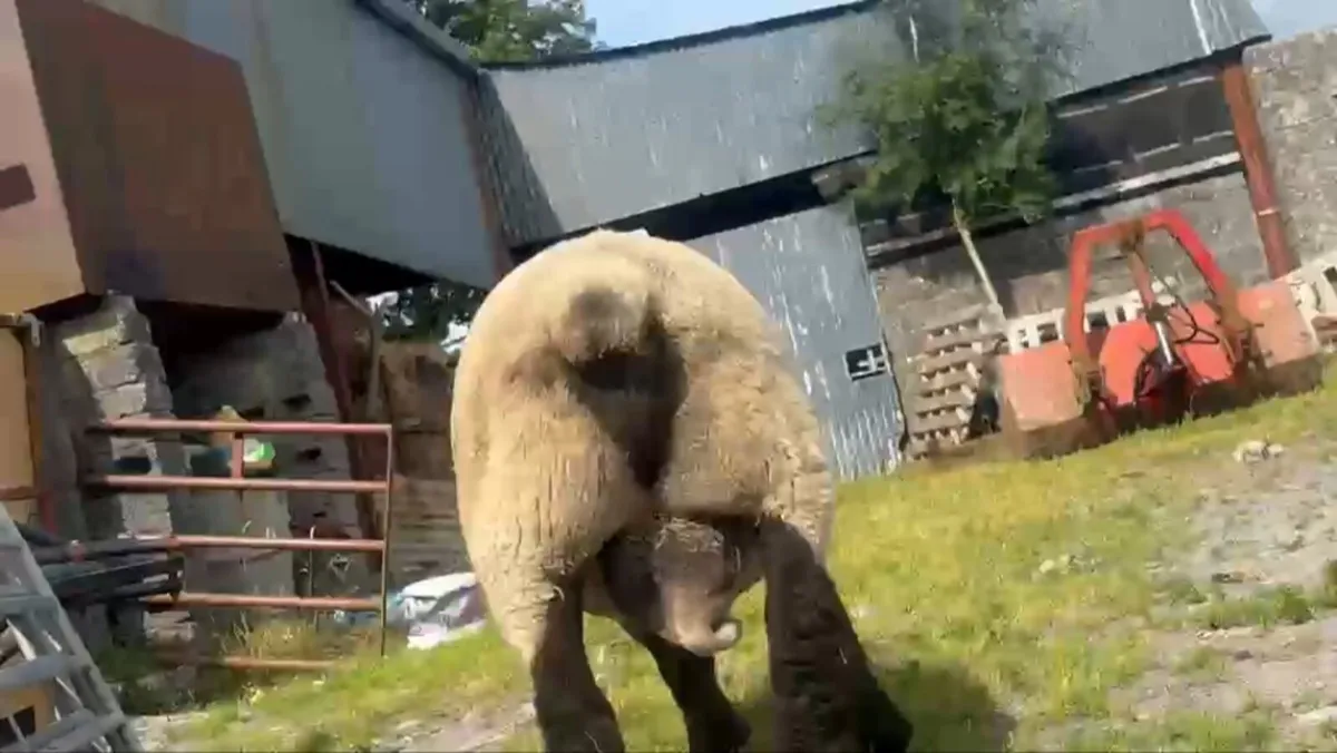 PBR Suffolk Stock Ram - Image 3