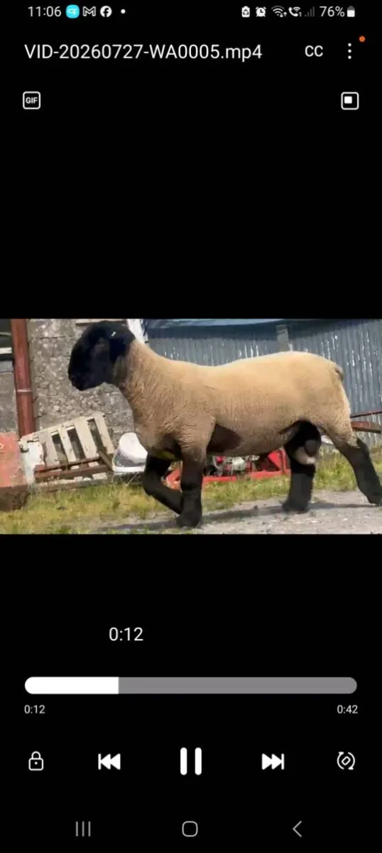 PBR Suffolk Stock Ram - Image 4