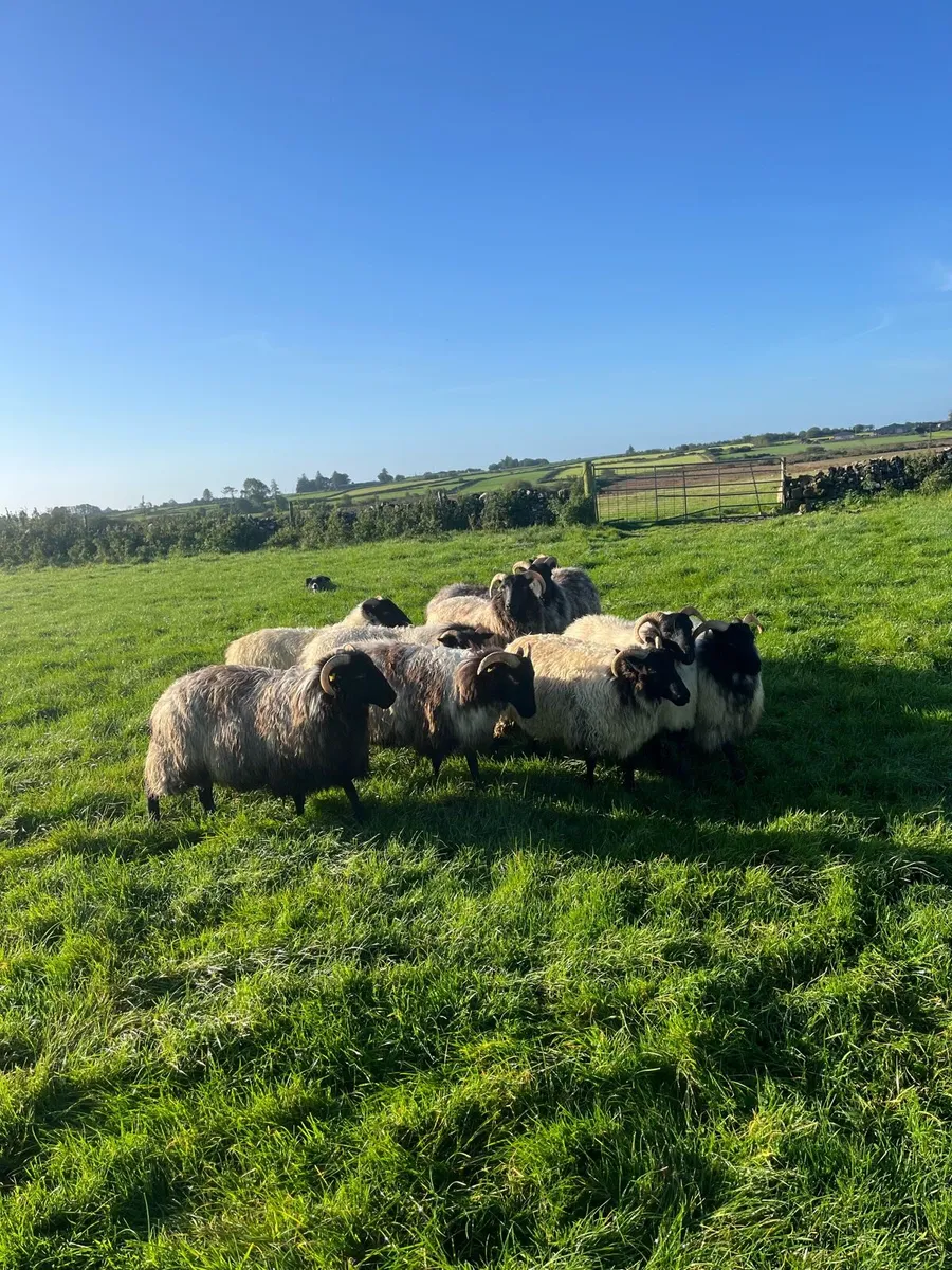Ewe hoggets - Image 1