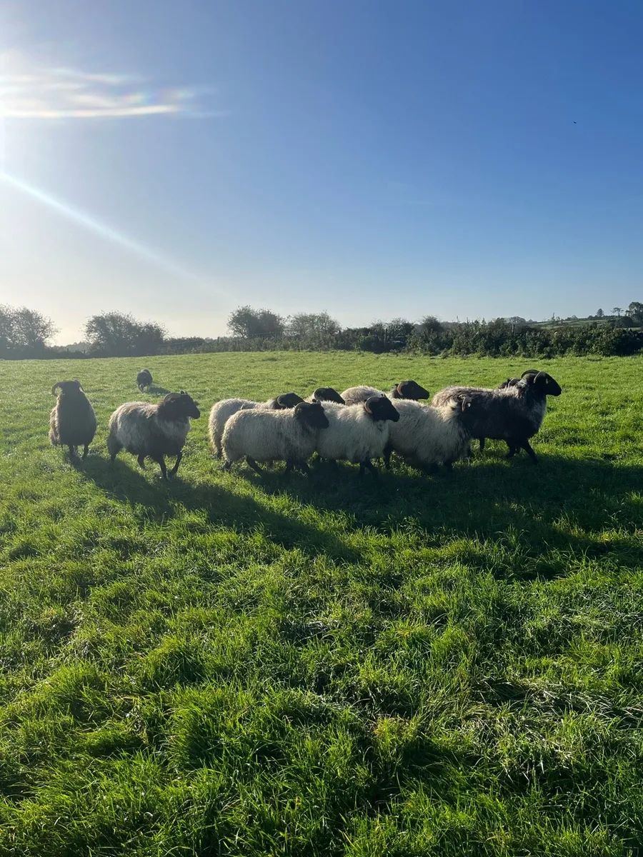 Ewe hoggets - Image 2