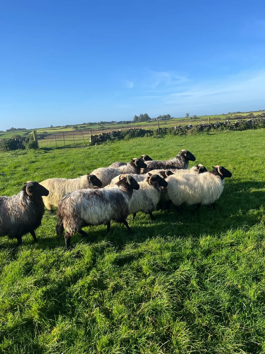 Ewe hoggets - Image 3